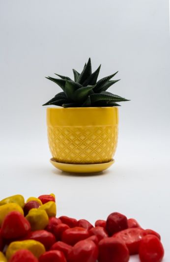 Succulent Plant with Ceramic Pot